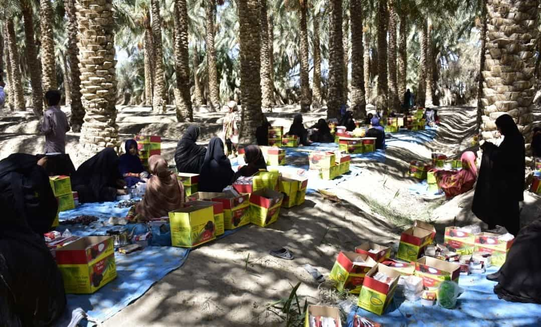 کارگران زن در فصل برداشت خرما در میرجاوه سیستان و بلوچستان در حال بسته‌بندی محصول