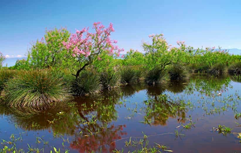 نمایی از تالاب میانکاله