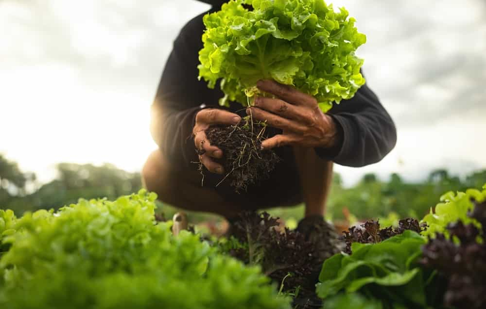 کشاورز از نمای نزدیک که برگ های سالاد کاهوی سبز را با ریشه در دست گرفته و برمی دارد