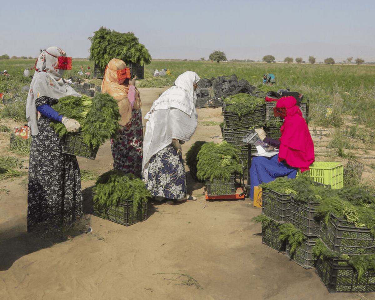 زنان با حجاب و روبند محصولات کشاورزی را می‌چینند و بسته‌بندی می‌کنند و حمل می‌کنند