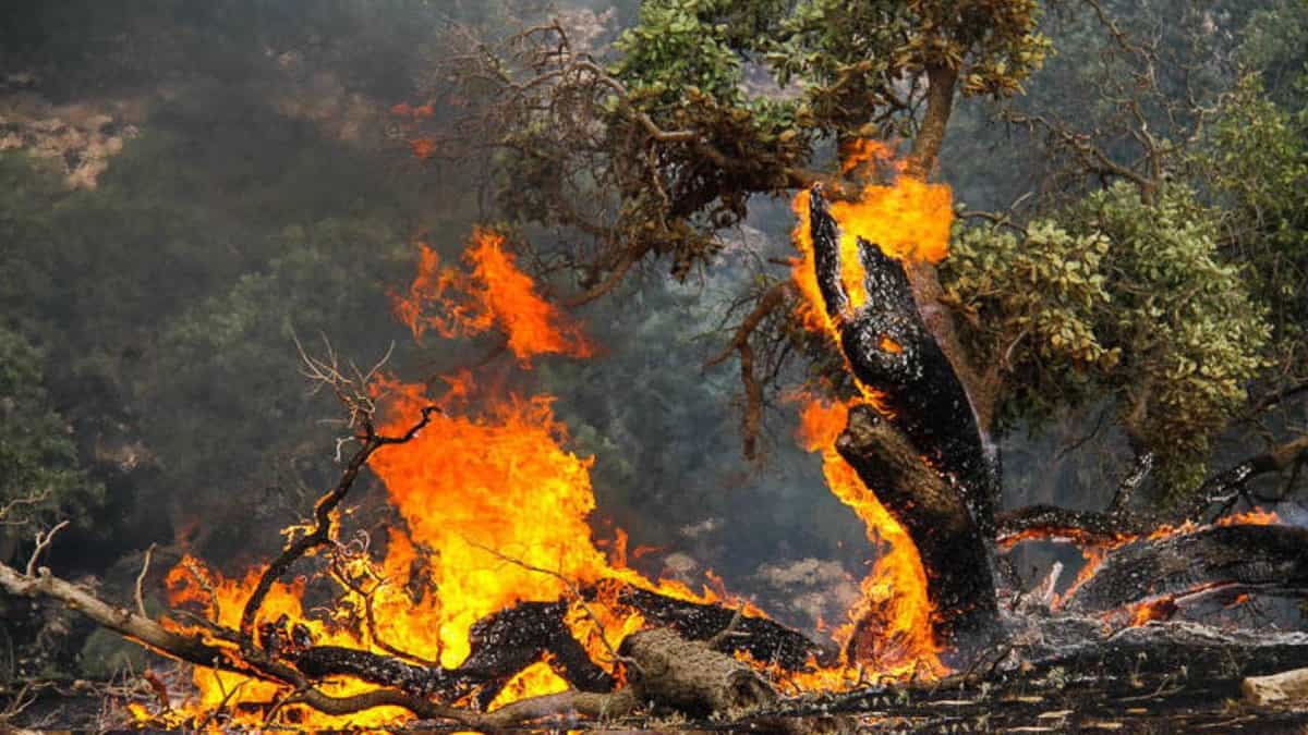 سوختن جنگلها در ایران. بنابر آمار رسمی به طور متوسط سالانه ۱۶هزارو ۷۲۷ هکتار جنگل و مرتع در آتش می سوزد.
