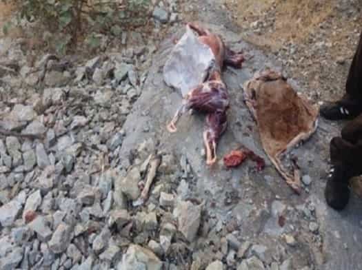 لاشه کشفشده یک بزِ کوهی که به دست شکارچیها کشته شده: سروآباد؛ منطقه حفاظتشده کوسالان