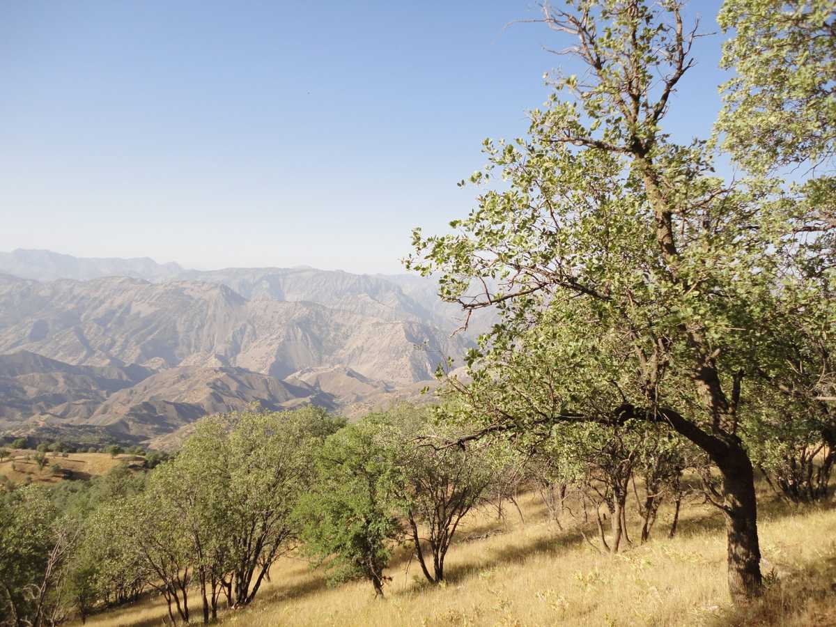 تصویر تزئینی از جنگلهای زاگرس