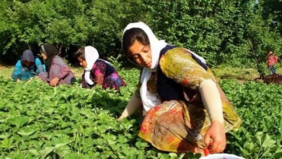 توت فرنگی، حاصل نیروی کار زنان است. با مزد اندکی آنان را به کار میگمارند.
