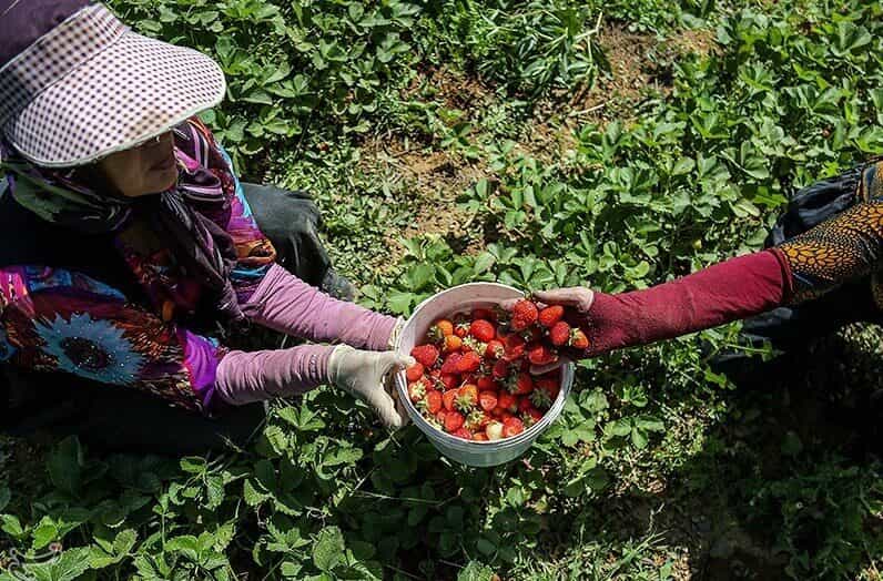 زنی در حال برداشت توت فرنگی از زمین در کردستان
