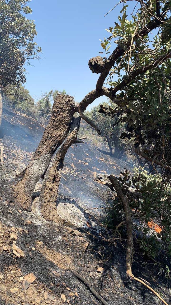 آتشسوزی در جنگل «دهری» در محدوده شهر ثلاث باباجانی - مرداد ۱۴۰۳