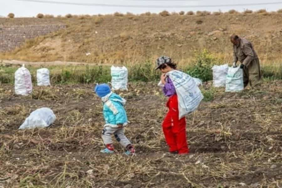 حضور خانوادگی کارگران فصلی در زمین‌های کشاورزی دهگلان