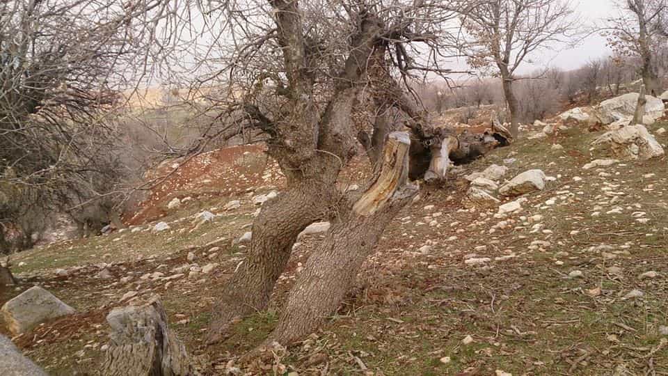درختی خشک در زاگرس