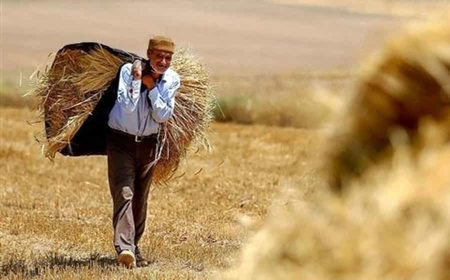 یک کشاورز سالمند در آفتاب روز دستهای گندم را بر دوش میکشد.