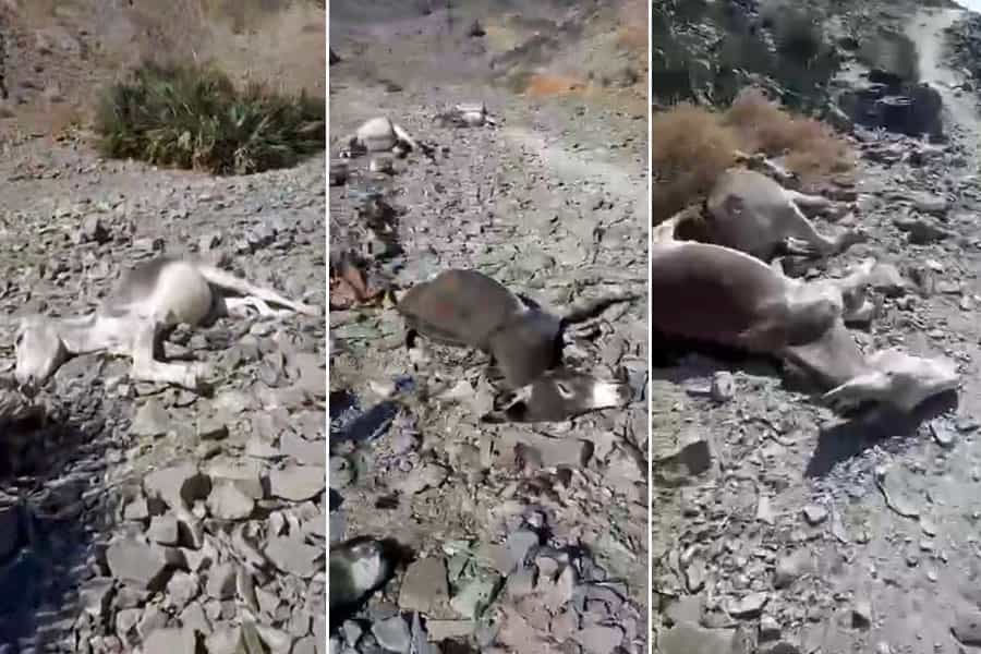 سه تصویر از چند رأس الاغ که کشته شده‌اند.