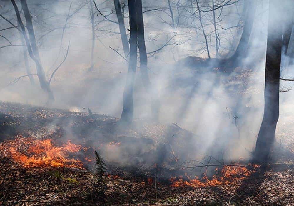 فاجعه الیت: حریقی که می‌شد در دو هکتار خاموش شود، سه هفته جنگل هیرکانی را سوزاند