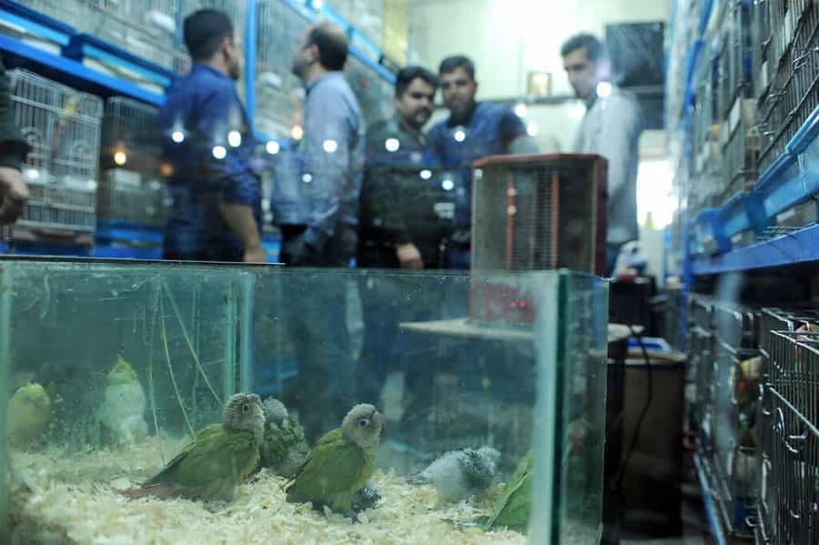 در میان قفس‌های یک مرکز فروش پرندگان زینتی عده‌ای ایستاده‌اند و در یک فقس شیشه‌ای چند پرده دیده می‌شوند.