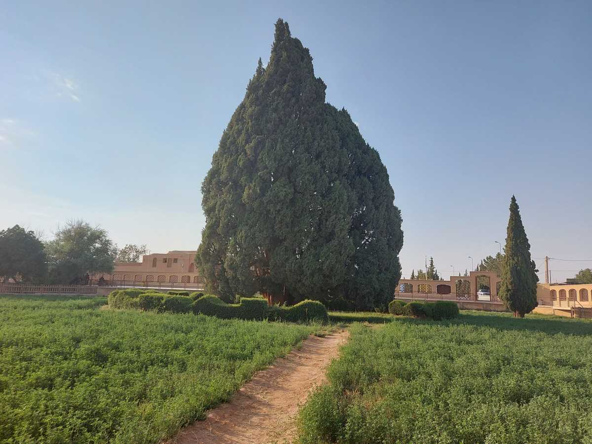 سرو ابرکوه و پس زمینه ساختمانی افقی و زمین شبدرکاری شده