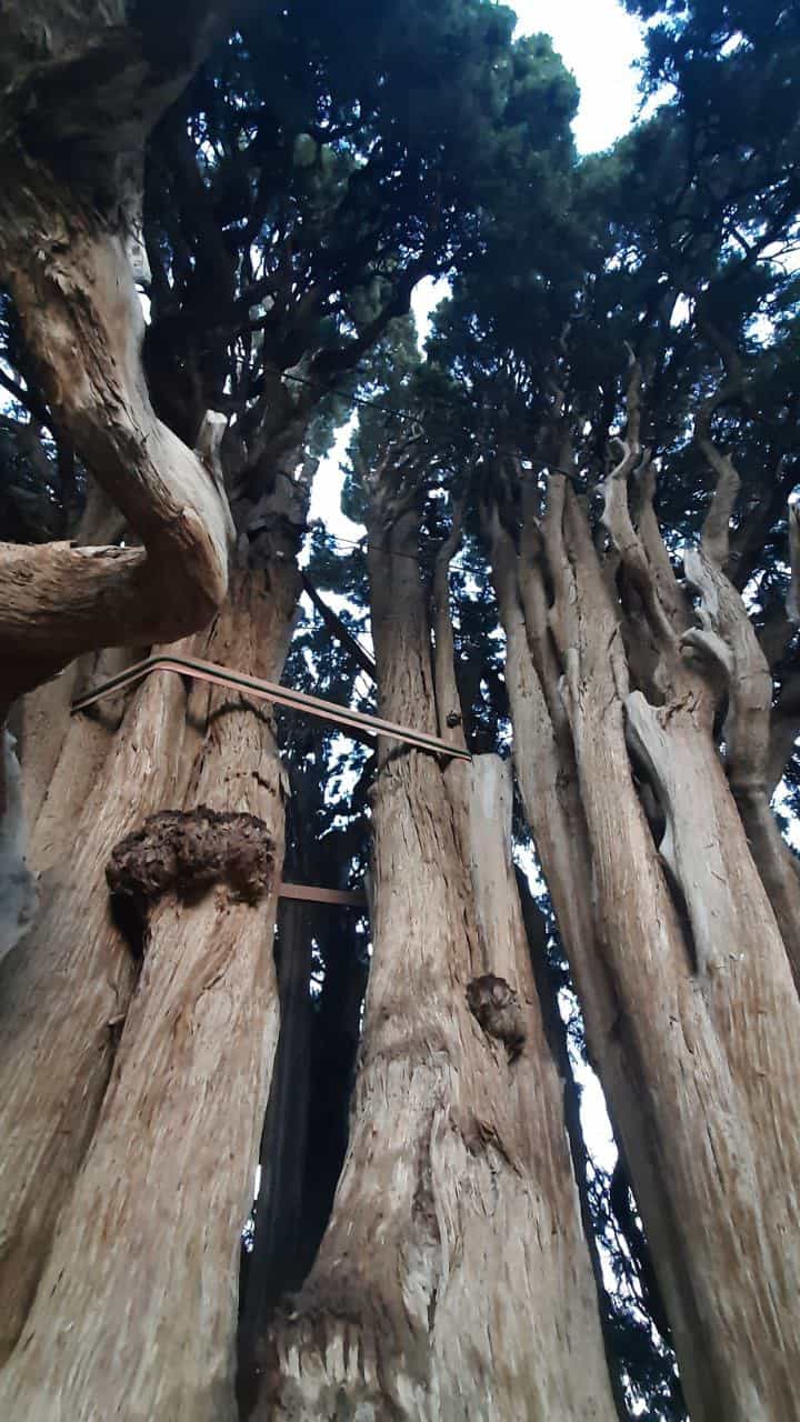 تصویری از سرو ابرکوه