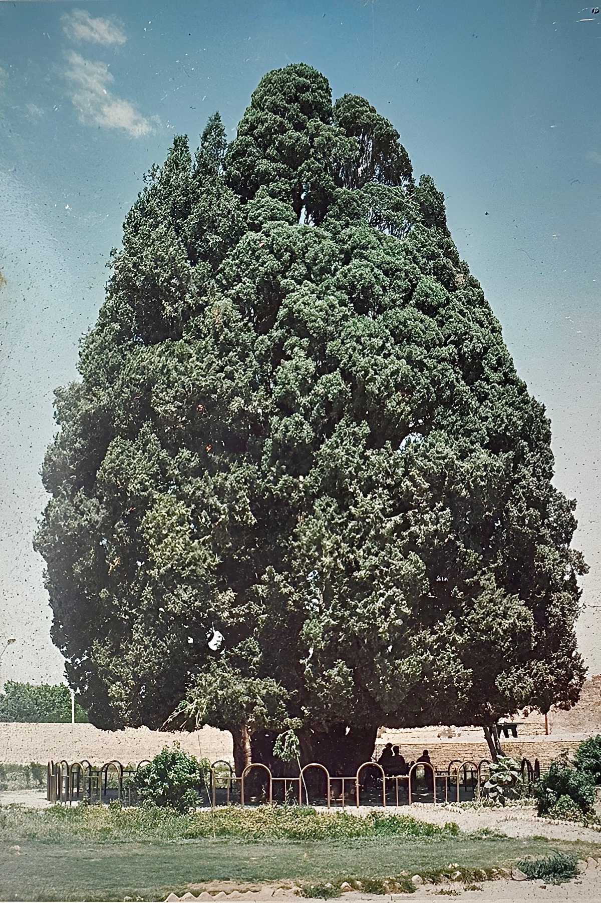 عکسی از سرو سالم تر و بزرگتر ابرکوه در سال ۱۳۷۳