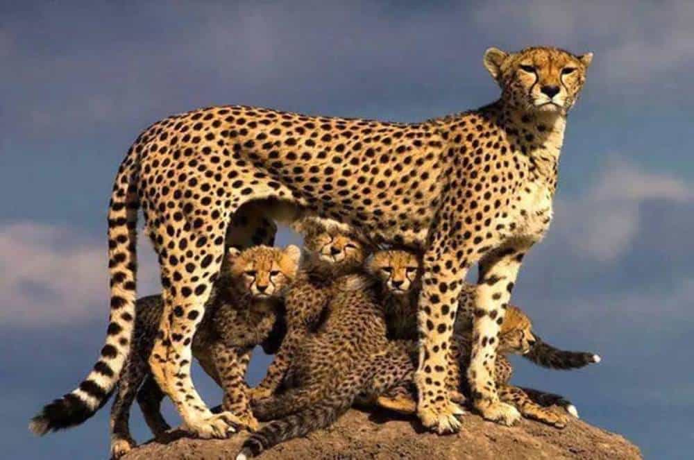 یوزپلنگ ایرانی